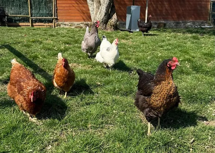 Maison La Touchardiere * Barenton